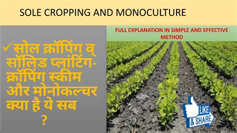 Monocropping, Sole cropping and Crooping scheme - YouTube