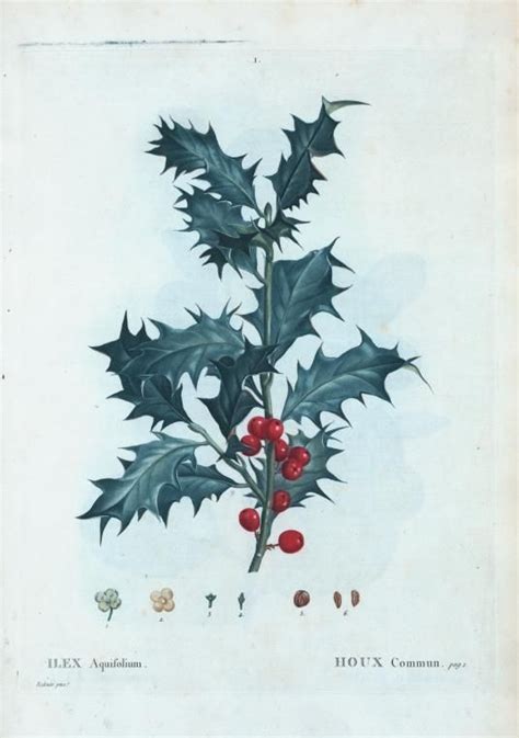 houx Commun. [Holly trees] ([1801-1819]) | Botanical prints, Vintage ...