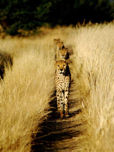 Cheetah Hunting