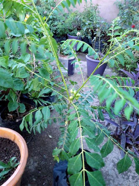 How to grow Curry leaves in Container | Growing Curry leaf plants ...