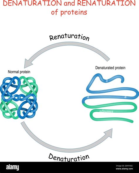 Process of Denaturation and renaturation of proteins. Vector diagram ...