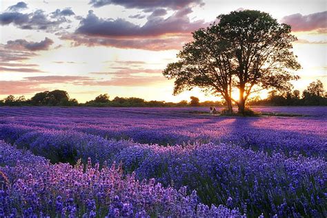 HD wallpaper: field lavender Lavender Field Nature Fields HD Art, tree ...