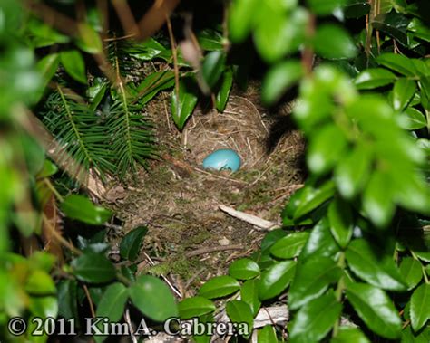 Hermit Thrush Tracks and Signs