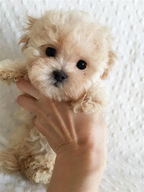 Teacup Maltipoo Puppy! Female | iHeartTeacups