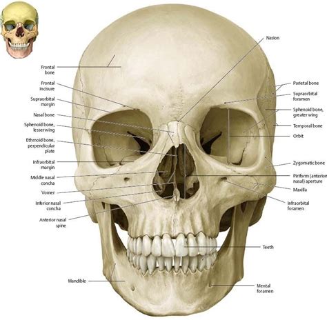 Anterior Aspect of Skull - CedrictePadilla