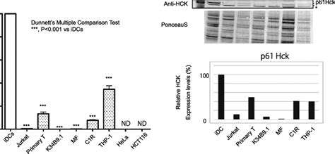 Strong Hck gene expression in immature DCs. The expression of the Hck ...