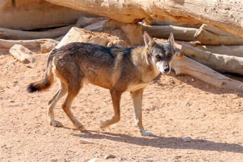 The Arabian Wolf: Characteristics, Behavior, and Habitat - My Animals