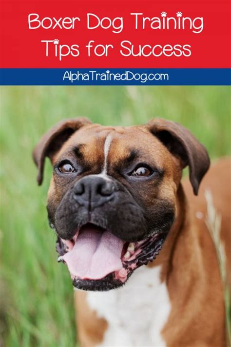 Boxer Dog Training Tips for Success - Alpha Trained Dog