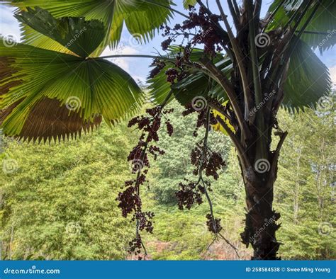 Cluster of the Palas Palm Fruit Tree Stock Photo - Image of trunk ...