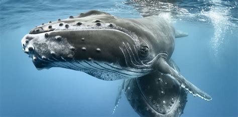 Whale migrations: How new UN treaty aims to protect species on the high ...