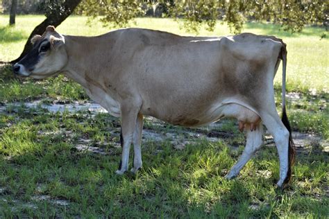 Jersey Cows - Feldman Family Farm