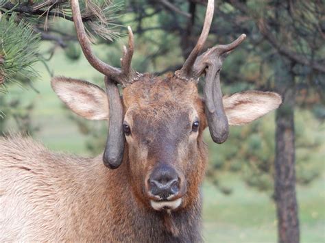 What Causes "atypical" or Non-Typical Antler Growth in Elk and Deer ...