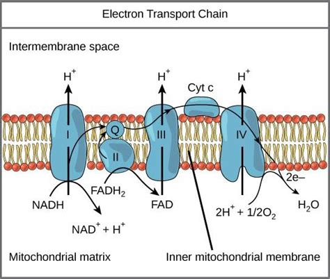 What is the function of cytochrome C