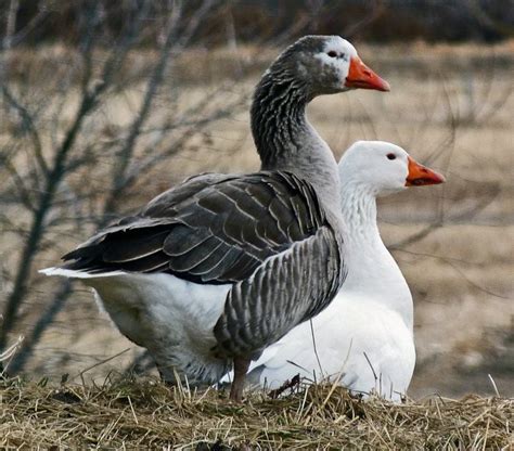 Domesticated geese | Geese breeds, Pet birds, Duck photo