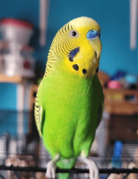 Green Budgie Face