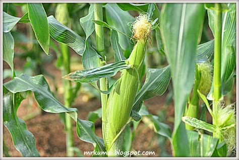 mrkumai.blogspot.com: Kebun Jagung di Cameron Highlands