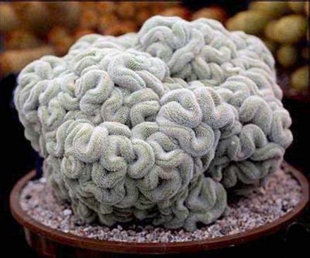 Brain Cactus, The Most Unique Cactus ~ magnificent green