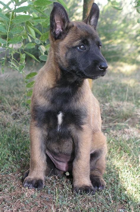 File:Malinois puppy.JPG - Wikipedia