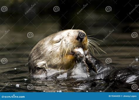 Sea Otter Eating A Crab Royalty-Free Stock Photo | CartoonDealer.com ...