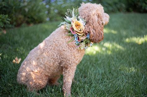 DIY Floral Dog Collar | Green Wedding Shoes