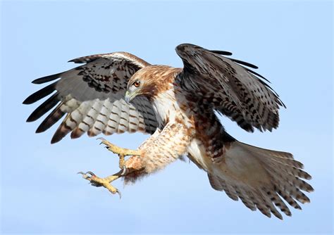 Red-tailed hawk | Description, Prey, & Facts | Britannica