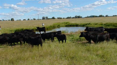 Australian Beef Cattle – Cluny Livestock Exports Pty Ltd