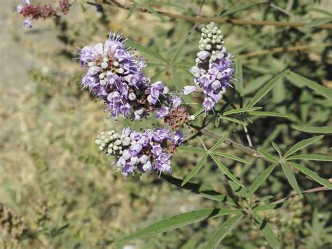 Vitex agnus-castus L. | Plants of the World Online | Kew Science