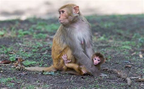 Rhesus Macaque