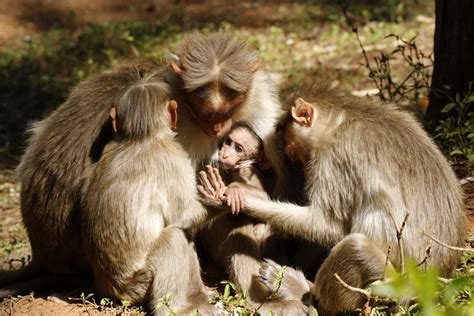 Old World Monkeys (Great Guide) · iNaturalist