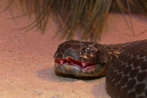 10-million-year-old tiger snake venom is so deadly it can't evolve to ...