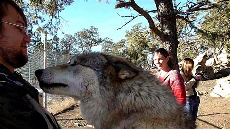 White Wolf : VIDEO - Happy Wolf Attack! Watch Visitors Get Attacked By ...