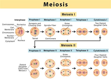 Importance of meiosis | Science online