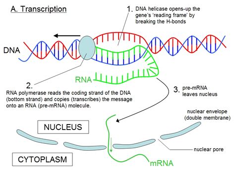 During transcription, what does messenger RNA do? | Socratic