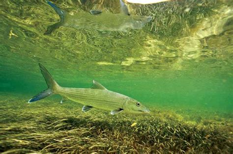 Conservation: Seagrasses are a flats angler's best friend - Fly Life ...