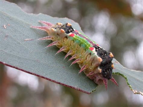 Bushranger: Moth caterpillars