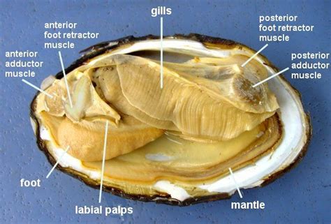 Mollusc Anatomy | Clams, Dissection, Culinary lessons