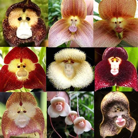 20PCS Rare Monkey Face Orchid Seeds Beautiful Plant Flower Home Garden ...