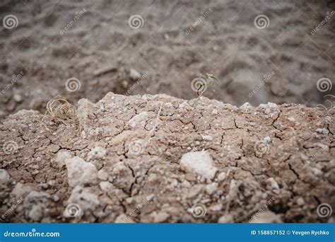 Plant Growing In Mud Stock Photography | CartoonDealer.com #19342100