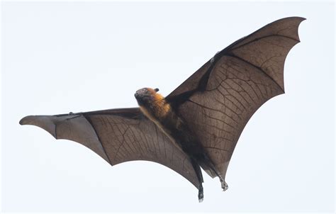 What is the Largest Bat in the World? - Proactive Pest Control