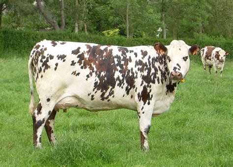 American Brown Swiss - Cow Breeds : 51 pics