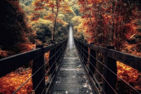 nature, Landscape, Bridge, Wooden Surface, Fall, Forest, Walkway, Path ...