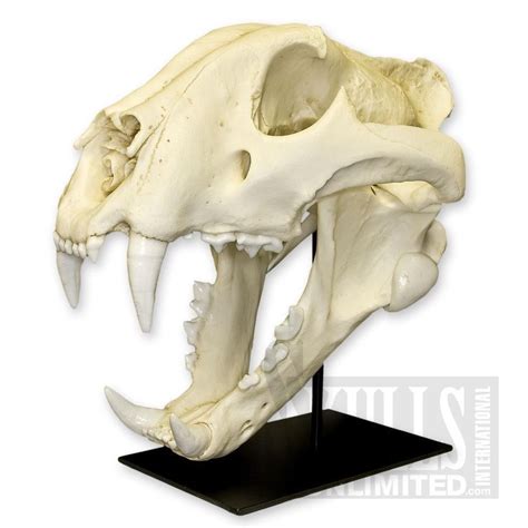 Bengal Tiger Skull with Stand (Bone Clones) | Tiger skull, Animal ...