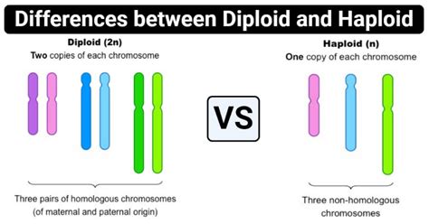 Diploid vs Haploid- Definition, 12 Major Differences, Examples