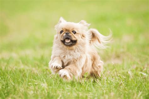 Top 11 Pekingese Breeders In The US