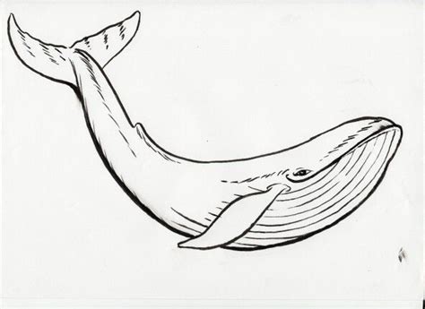 Pin by Shus 許 on 動物和寵物 | Whale drawing, Whale sketch, Line art drawings