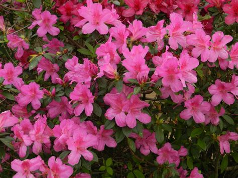 Pink Azalea Bush | Pink azaleas, Azalea bush, Azaleas