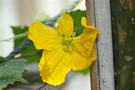 How to Grow and Care for Luffa