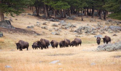 Bison Herd Approaching | Smithsonian Photo Contest | Smithsonian Magazine