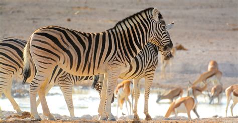 Etosha National Park, Namibia | National parks, Animals, Namibia