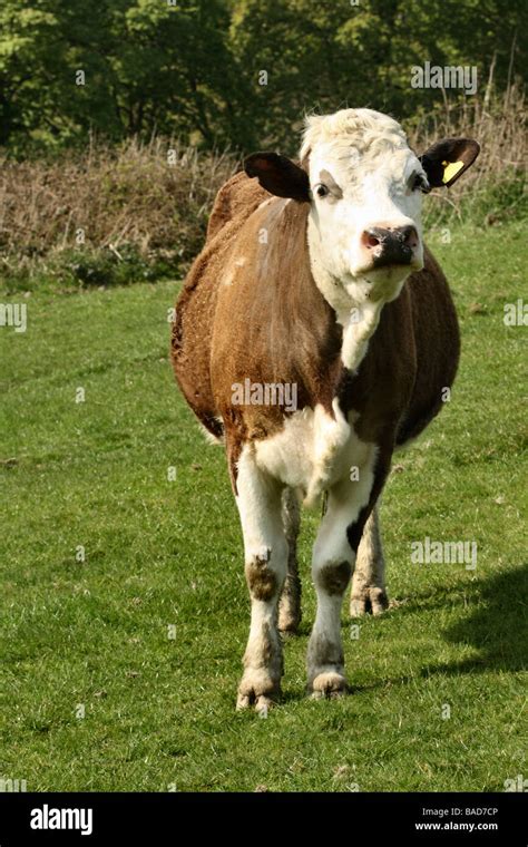 Inquisitive Cow in pasture A Dairy Friesian cow grazing in pasture ...